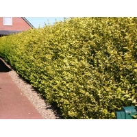 Ligustrum ovalifolium'Aureum' 